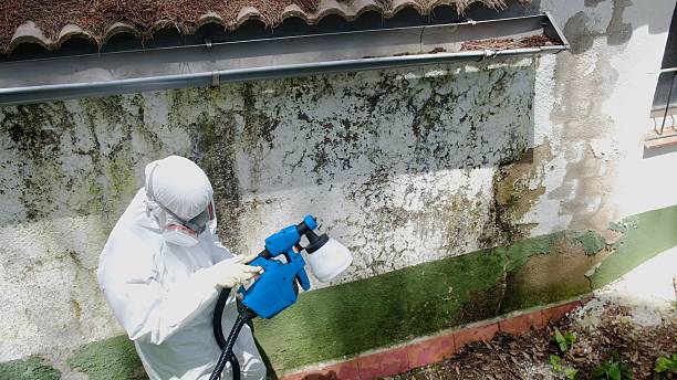 Trusted Mold Removal service in Carteret, NJ - Cheap Mold Removal